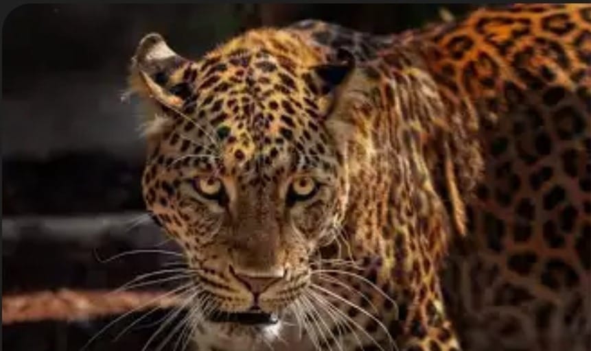 Onça pintada