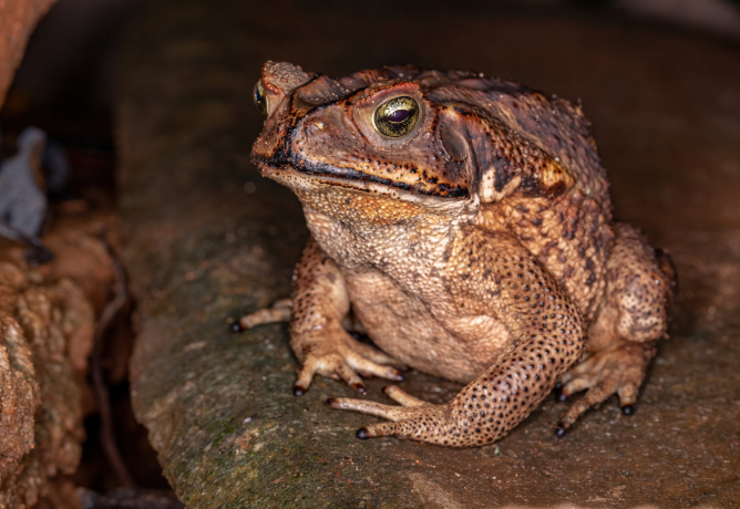 Sapo-cururu