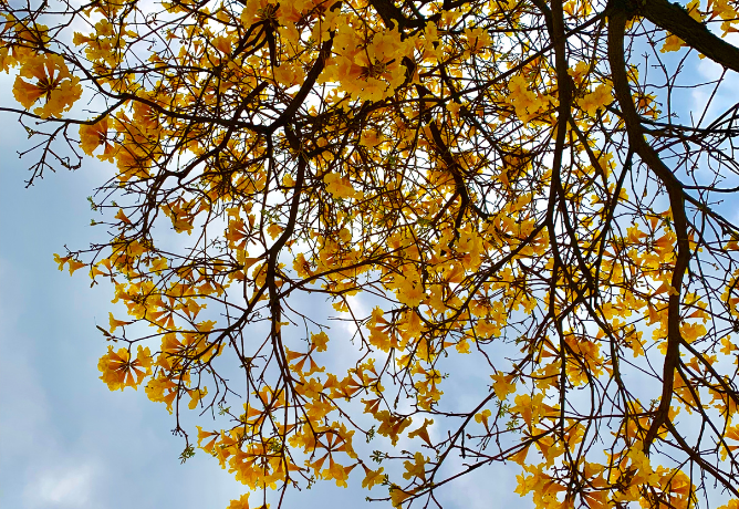 Ipê-amarelo