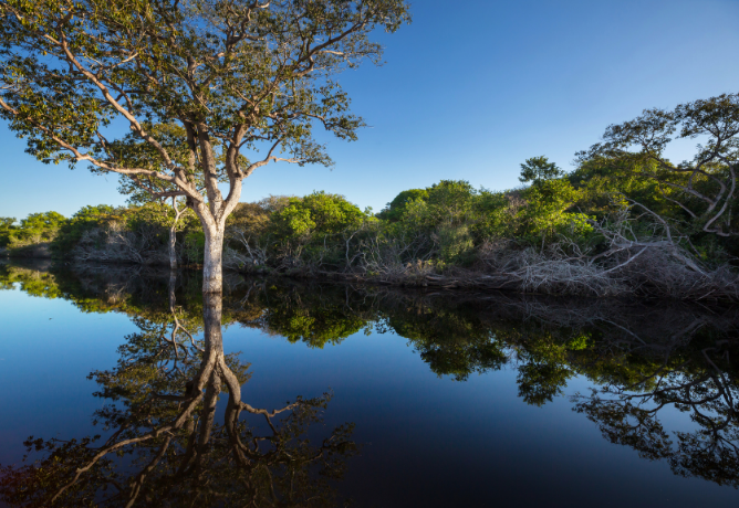 Lendas e Histórias do Pantanal