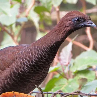 Aracuã-do-pantanal | Chaco Chachalaca