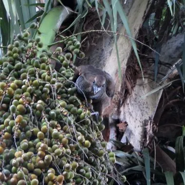 Aracuã-do-pantanal | Chaco Chachalaca