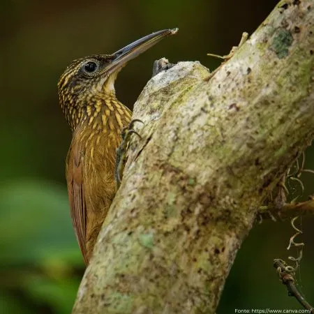 Arapaçu-de-garganta-amarela | Buff-throated Woodcreeper