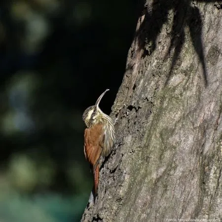 Arapaçu-de-cerrado | Narrow-billed Woodcreeper