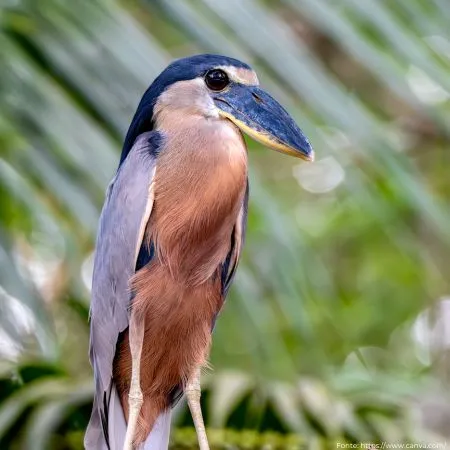 Arapapá
