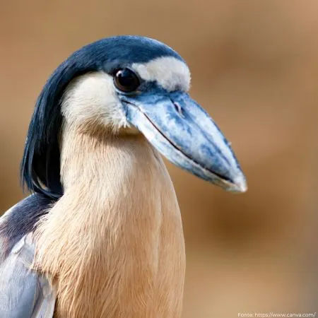 Arapapá | Boat-billed Heron