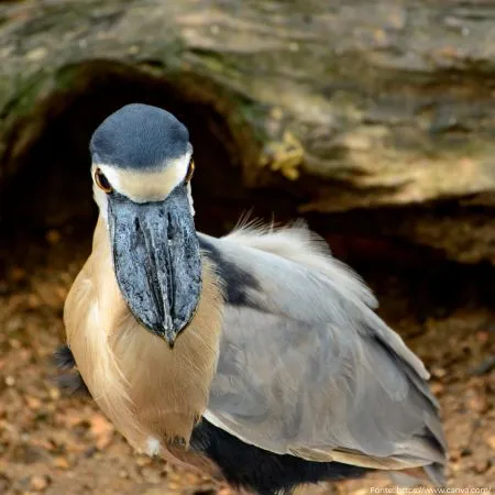 Arapapá | Boat-billed Heron