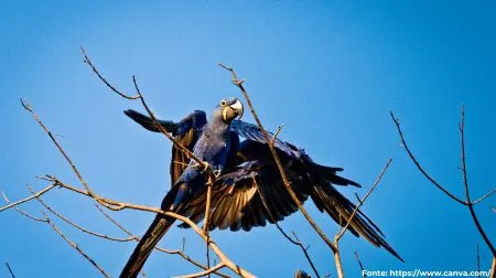 Arara-azul