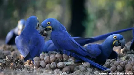 Arara-azul | Hyacinth Macaw