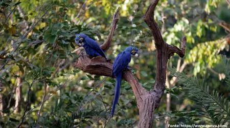 Arara-azul | Hyacinth Macaw