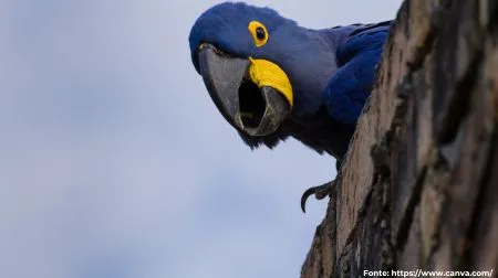 Arara-azul | Hyacinth Macaw