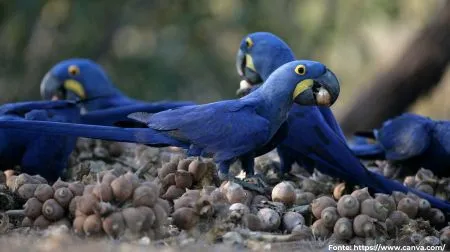 Arara-azul | Hyacinth Macaw