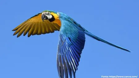 Arara-canindé | Blue-and-yellow Macaw