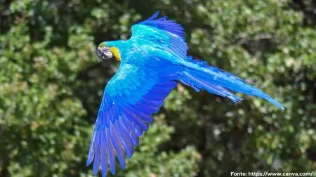 Arara-canindé | Blue-and-yellow Macaw