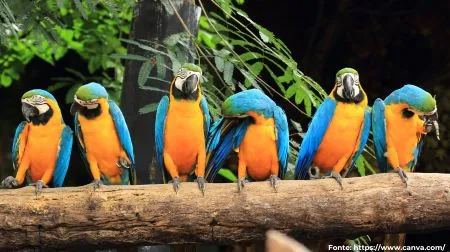 Arara-canindé | Blue-and-yellow Macaw