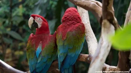 Arara-vermelha | Red-and-green Macaw