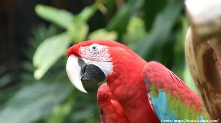 Arara-vermelha | Red-and-green Macaw