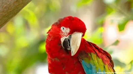Arara-vermelha | Red-and-green Macaw