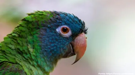 Aratinga-de-testa-azul