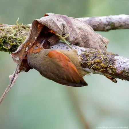Arredio-do-rio | Rusty-backed Spinetail