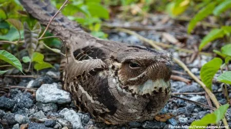 Bacurau-d'água | Band-tailed Nighthawk