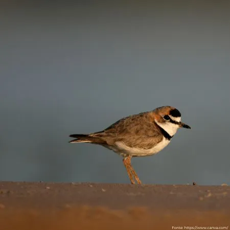 Batuíra-de-coleira | Collared Plover