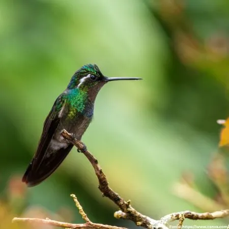 Beija-flor-de-garganta-verde
