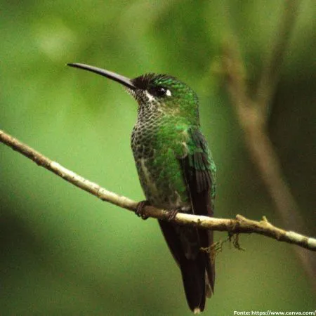 Beija-flor-de-garganta-verde | Glittering-throated Emerald