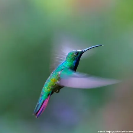 Beija-flor-de-veste-preta | Black-throated Mango