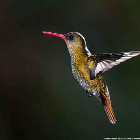 Beija-flor-dourado