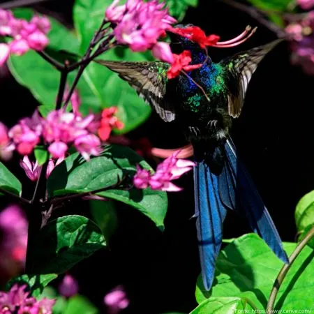 Beija-flor-tesoura