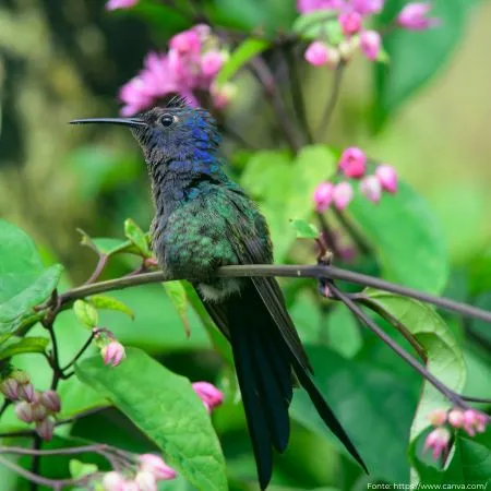 Beija-flor-tesoura | Swallow-tailed Hummingbird