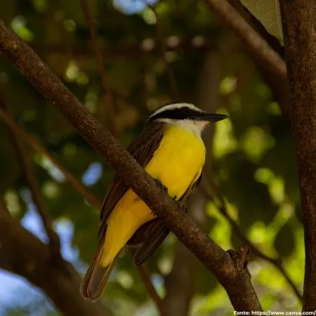 Bem-te-vi | Great Kiskadee