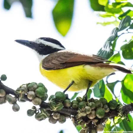 Bem-te-vi | Great Kiskadee