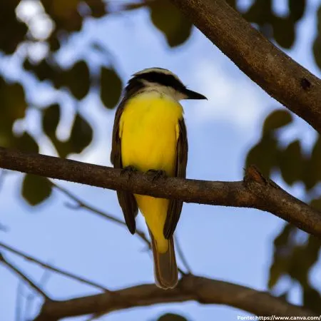 Bem-te-vi | Great Kiskadee