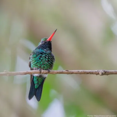 Besourinho-de-bico-vermelho | Glittering-bellied Emerald