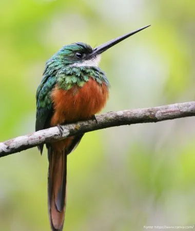 Bico-de-agulha