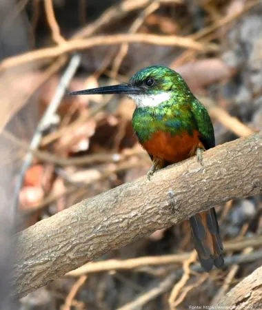 Bico-de-agulha | Rufous-tailed Jacamar