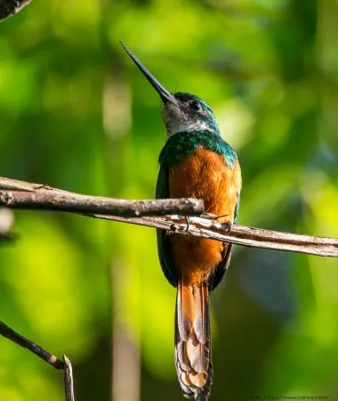 Bico-de-agulha | Rufous-tailed Jacamar