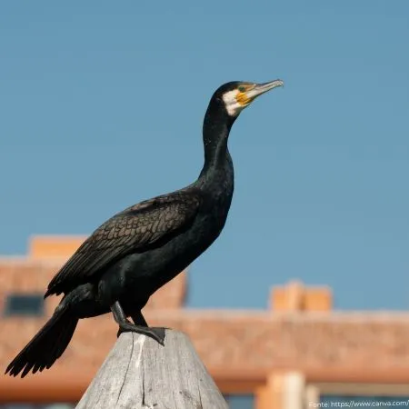 Biguá