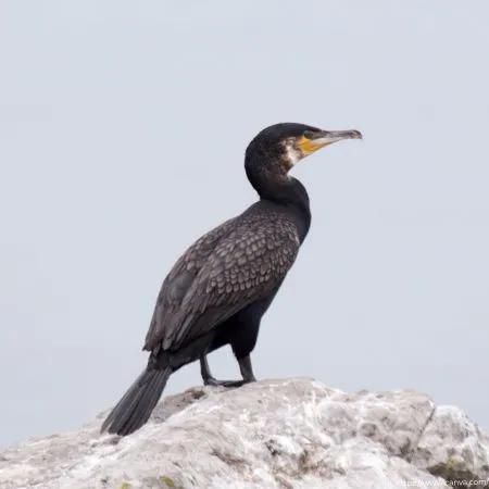 Biguá | Neotropic Cormorant