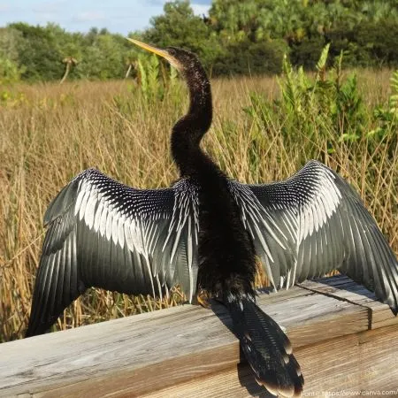 Biguatinga