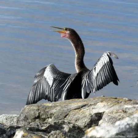 Biguatinga | Anhinga