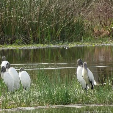 Cabeça-seca | Wood Stork