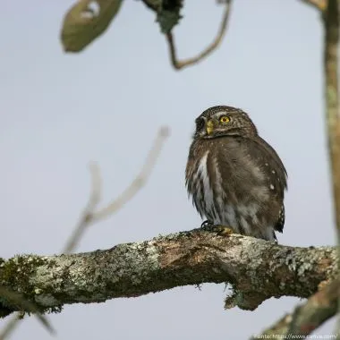 Caburé | Ferruginous Pygmy-Owl
