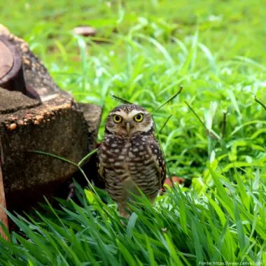 Caburé | Ferruginous Pygmy-Owl