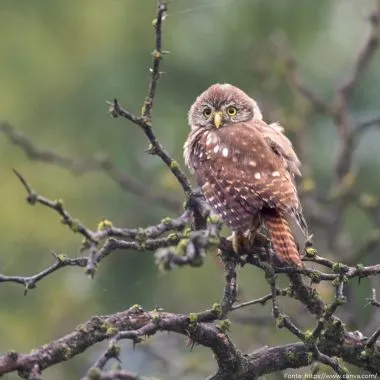 Caburé | Ferruginous Pygmy-Owl