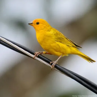 Canário-da-terra | Saffron Finch