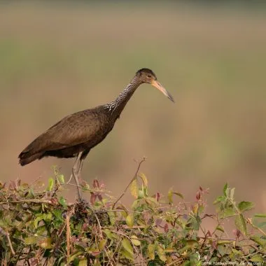 Carão | Limpkin