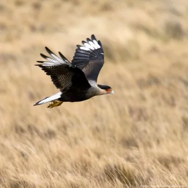 Carcará | Crested Caracara